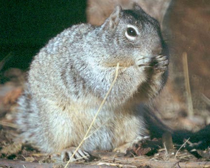  Rock squirrel