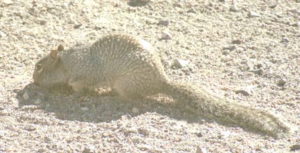  Rock squirrel