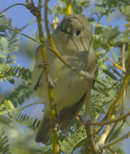  Ruby-crowned kinglet (male)