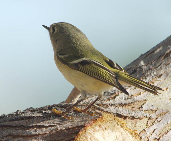  Ruby-crowned kinglet (female)