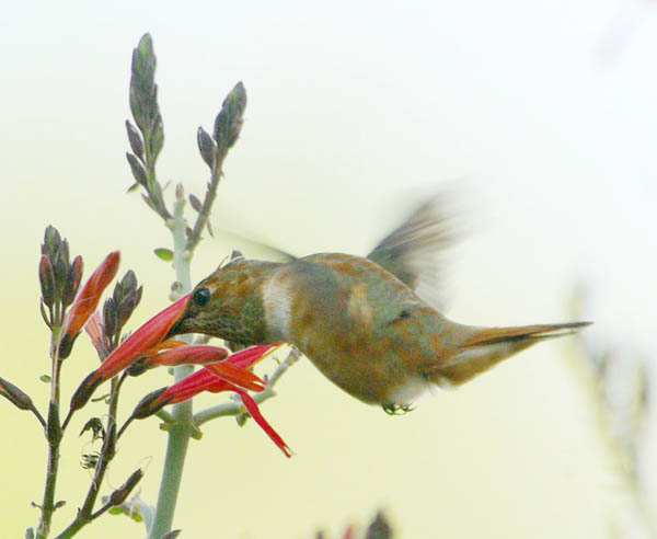  Rufous hummingbird (female)