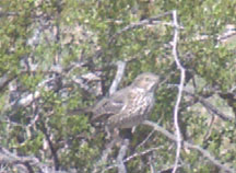  Sage thrasher