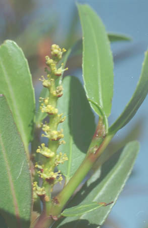  Pleradenophora bilocularis (S.Watson) Esser & A.L.Melo