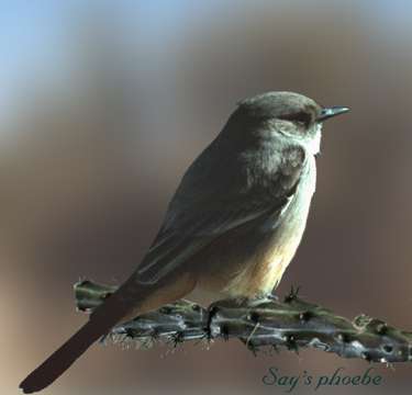  Say's phoebe