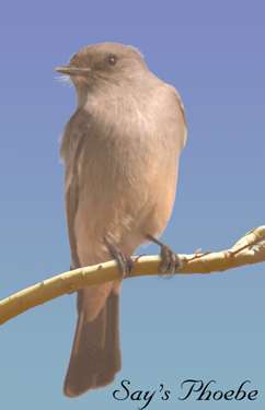  Say's phoebe