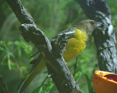  Scott's oriole (female)