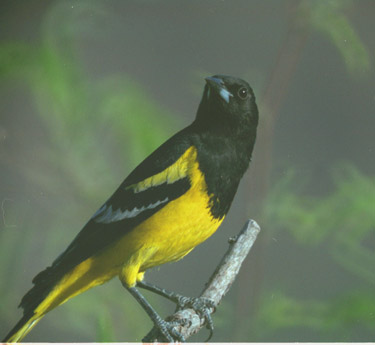  Scott's oriole (male)