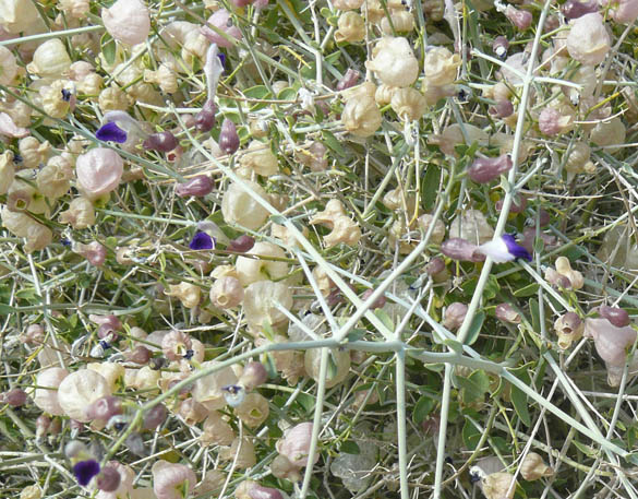  Scutellaria mexicana