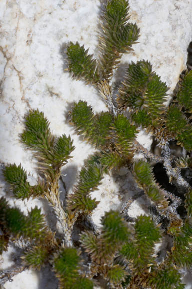  Selaginella arizonica