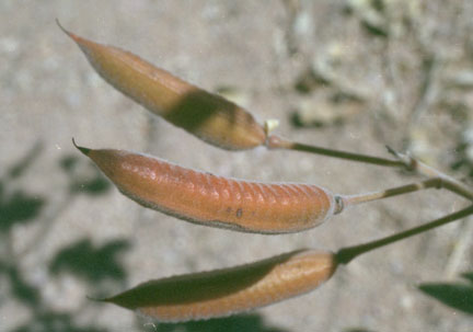  Senna covesii