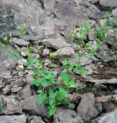  Senecio mohavensis