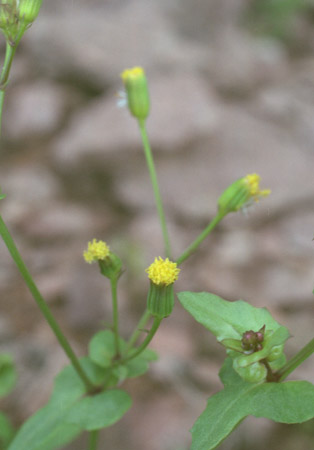  Senecio mohavensis