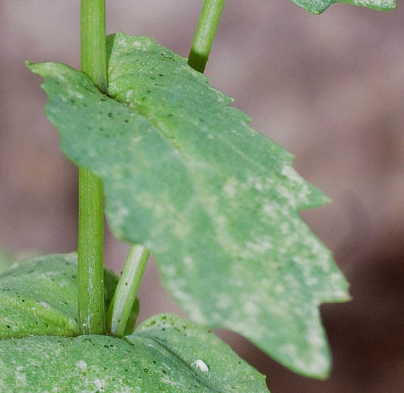  Senecio mohavensis