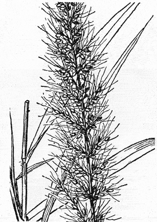  Setaria macrostachya