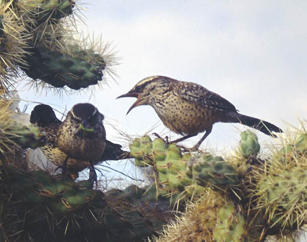  Cactus wren