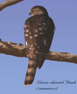  Sharp-shinned hawk (juvenile)