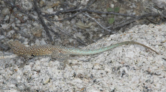  Side-blotched lizard