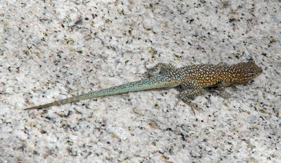  Side-blotched lizard