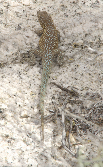  Side-blotched lizard