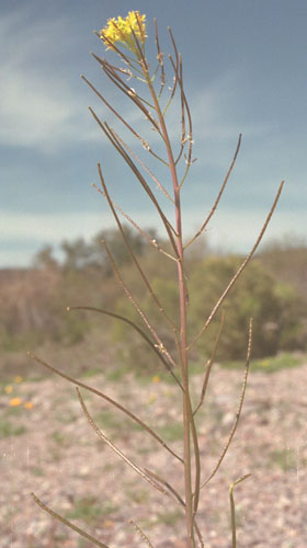  Sisymbrium irio