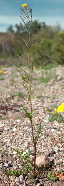  Sisymbrium irio