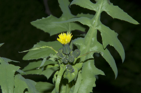  Sonchus oleraceus