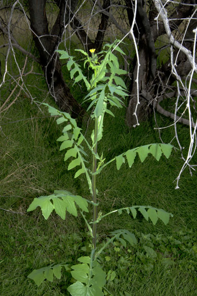  Sonchus oleraceus