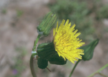  Sonchus oleraceus