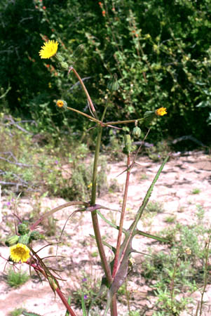  Sonchus oleraceus