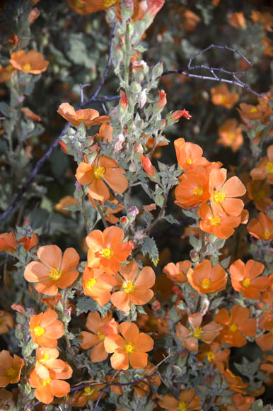  Sphaeralcea coulteri