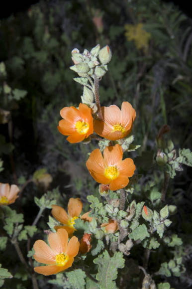  Sphaeralcea coulteri