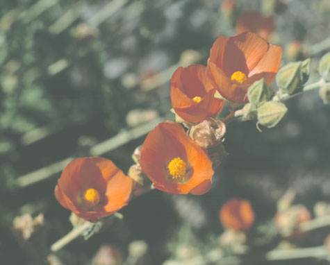  Sphaeralcea ambigua ssp. ambigua