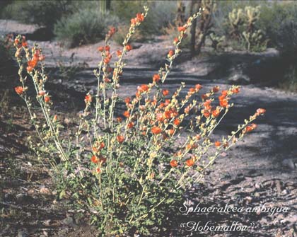  Sphaeralcea ambigua ssp. ambigua