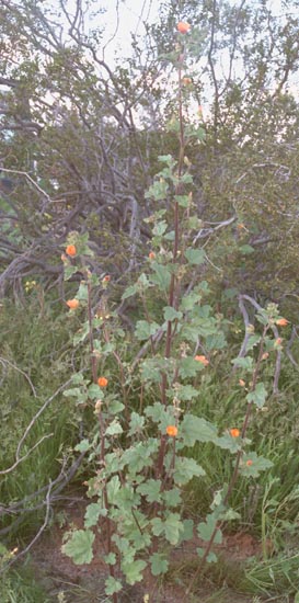  Sphaeralcea coulteri