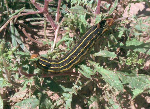  Hyles lineata