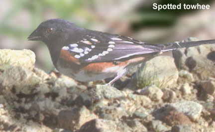  Spotted towhee