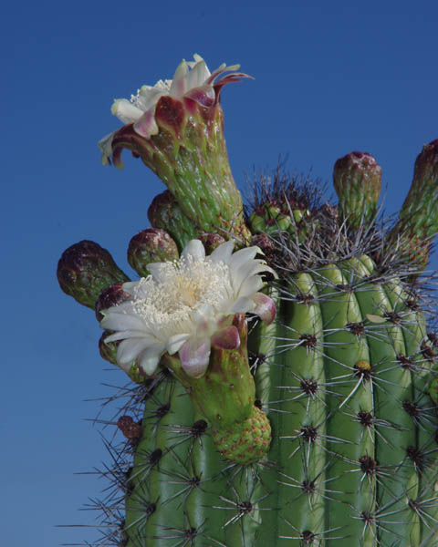  Stenocereus thurberi