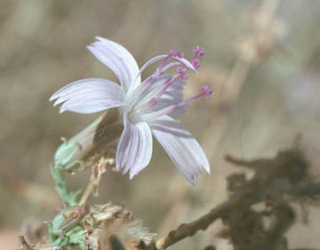  Stephanomeria pauciflora