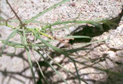  Stephanomeria pauciflora