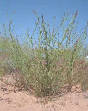  Stillingia linearifolia