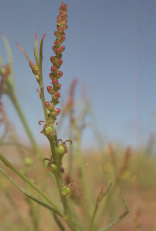  Stillingia linearifolia