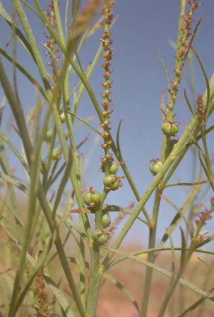  Stillingia linearifolia