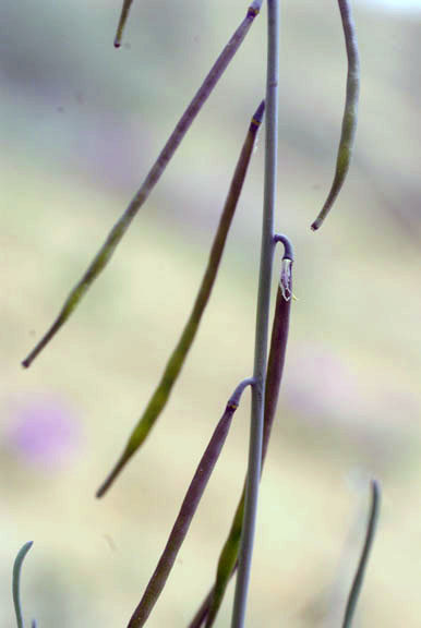  Streptanthella longirostris