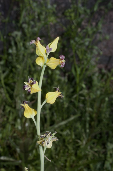  Streptanthus carinatus subsp.arizonicus