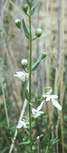  Teucrium glandulosum