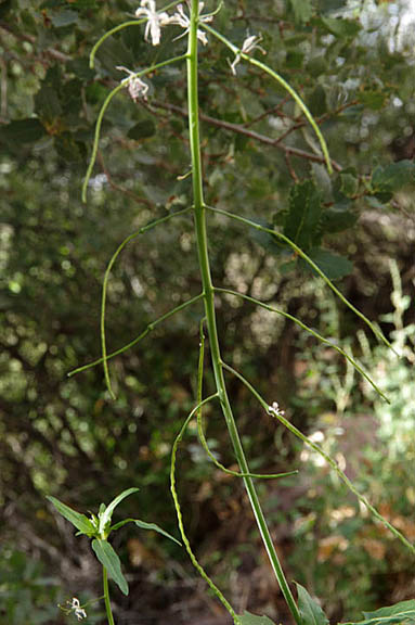  Thelypodium wrightii