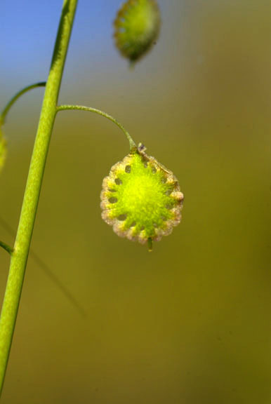  Thysanocarpus curvipes