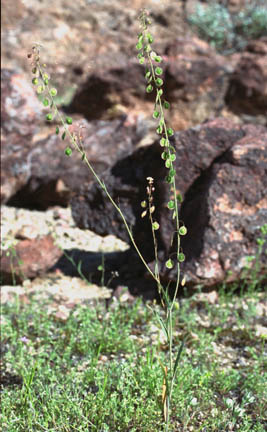  Thysanocarpus curvipes