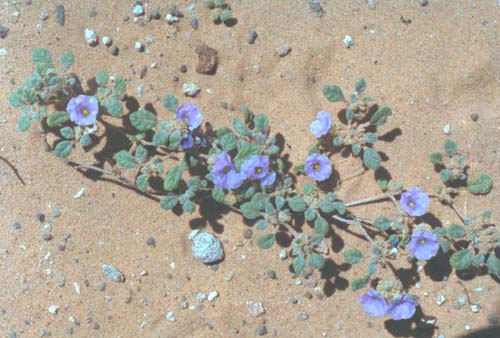  Tiquilia canescens