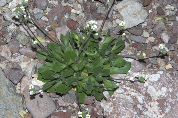  Tomostima cuneifolia (Nuttall ex Torrey & A.Gray) Al-Shehbaz, M.Koch & Jordon-Thaden